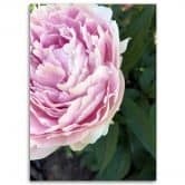 Leinwandbild, Rosa Pfingstrose Blumen 