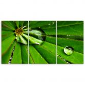 Leinwandbild 3-teilig, Leafy Rosy Tropfen 