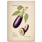 Leinwandbild Gemüse Weinlese Aubergine 