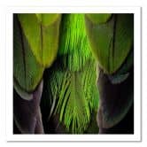 Canvas schilderij, Veren natuur 