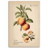 Leinwandbild, Vintage-Obst Pfirsich 