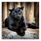 Leinwandbild, Schwarzer Panther 