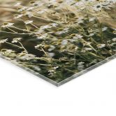 Tableau en verre acrylique Prairie d'été avec camomille - Annie 