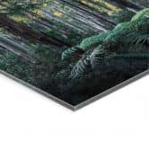 Tableau en verre acrylique Forêt d'eucalyptus dans les Yarra Ranges - Colombo 