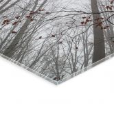 Tableau sur verre acrylique Cimes d'arbres aux feuilles rouges - Coman 