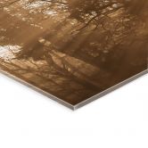 Tableau en verre acrylique Rayons de lumière dans la forêt - Eisenmann 