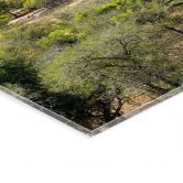 Acrylglasbild Savannenlandschaft in Afrika - Hugonnard 
