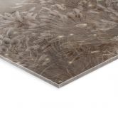Acrylglasbild Pampasgras und Gräser in Beige - Ms Tiff 