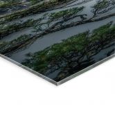 Acrylglasbild Kiefernwald im Huang Shan Gebirge - NingYun Ye 