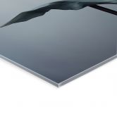 Tableau en verre acrylique Tulipe veloutée en noir - Paksoylu 