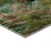 Acrylglasbild Rothirsch - Wächter des Waldes - van Duijn 
