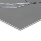 Acrylglasbild Singendes Blaukehlchen - van Duijn 