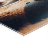 Tableau en verre acrylique Coquillages sur une plage ensoleillée - Treechild - Panorama 