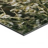 Wandbild Sommerwiese mit Kamille - Annie - Alu-Dibond 