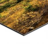 Wandbild Berg-Idylle am zauberhaften Kiefernwald - Alu-Dibond 