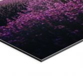 Wandbild Lila Lavendelfelder bei Sonnenuntergang - Cevik - Alu-Dibond 