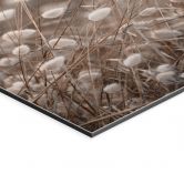 Wandbild Zarte Gräser im Herbstlicht - Collins - Alu-Dibond 