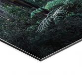 Wandbild Eukalyptuswald in den Yarra Ranges - Colombo - Alu-Dibond 