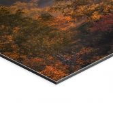 Wandbild Birkenbäume im goldenen Morgentau - Cui - Alu-Dibond 