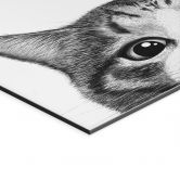 Wandbild Neugierige Katze - Korenkova - Alu-Dibond 