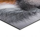 Wandbild Tierporträt Rotfuchs - Alu-Dibond - Nagi 