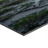 Wandbild Kiefernwald im Huang Shan Gebirge - NingYun Ye - Alu-Dibond 