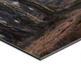 Wandbild Heiliger Kiefernwald - Ryu - Alu-Dibond 