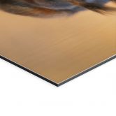Wandbild Eichhörnchen am Wasser - van Duijn - Alu-Dibond 
