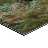 Wandbild Rothirsch - Wächter des Waldes - van Duijn - Alu-Dibond 