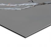Wanddecoratie zang blauwborst - van Duijn - aluminium dibond 