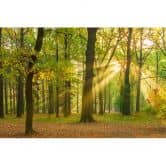 Wald-Fototapete mit Sonnenstrahlen Grün Braun – Vliestapete 3,75 m x 2,50 m Naturmotiv 