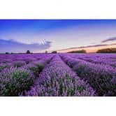 Lavendel-Fototapete Lila Blau – Vliestapete 3,75 m x 2,50 m Blütenfeld Provence 