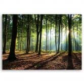 Leinwandbild, Wald bei Sonnenaufgang 