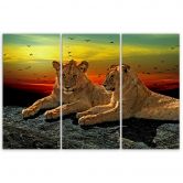 Leinwandbild 3-teilig, Löwen Wildnis Afrika Natur 