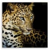 Canvasbillede, Majestætisk leopard 