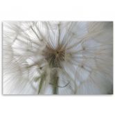Leinwandbild, Pusteblume Pflanzen Natur 