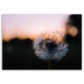 Leinwandbild, Pusteblume und Sonnenuntergang 