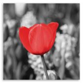 Leinwandbild, Rote Tulpe auf einer Wiese 