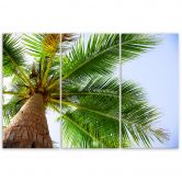 Leinwandbild 3-teilig, Tropische Palme  
