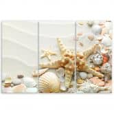 Leinwandbild 3-teilig, Seestern und Muscheln 