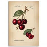 Leinwandbild Obst Weinlese Kirsche 