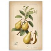 Leinwandbild, Obst Weinlese-Birne 