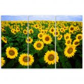 3-delige canvas print, Zonnebloemen Weide 
