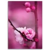 Canvasbillede, Lyserøde blomstrende planter 