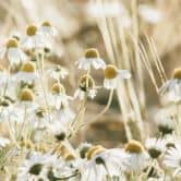 Natur Fototapete Sommerwiese mit Kamille - Annie 