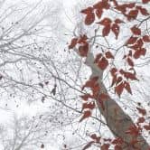 Papier peint photo Cimes d'arbres aux feuilles rouges - Coman 