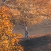 Wall Mural with landscape - Birch trees in the golden morning dew - Cui 