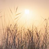 Fototapete Nebliger Herbsttag | Landschaftstapete - Eisenmann 