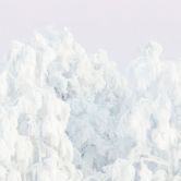 Fototapete Winterlandschaft - Verschneiter Winterwald mit Mond - EMELIEmaria 