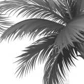 Fototapete Exotische Palmenlandschaft 